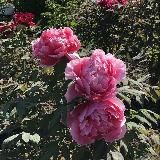 Эниси, сад дружбы и культурного обмена