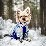 🦹𝙁𝙗 𝙤𝙩 𝙈𝙤𝙣𝙜𝙤𝙡𝙖🦮