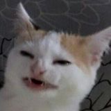 Твой мемный дилер