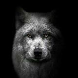 ͜᷼͜᷼͡͝͡͝𝑆𝐻𝑂𝑋𝑅𝑈𝐻 𝐹𝐸𝑅𝐺𝐴𝑁𝑆𝐾𝐼𝑌͜᷼͜᷼͡͝͡͝ (rasmiy kanal)