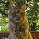 Дневник М.Б