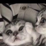 「 𝗦𝗛𝗔𝗗𝗢𝗪 𝗕𝗜𝗡𝗦 ↯」