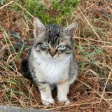 Ира в стране котиков