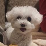 Наши верные друзья!🐾