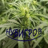 Нубигров