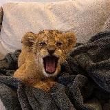 🌴𝓐𝓡𝓐𝓑𝓘𝓒𝓐🌴