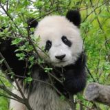 Пекинская Утка🦆北京烤鸭