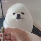 СКАЧАТЬ НОВЫЙ ТИК ТОК МОД