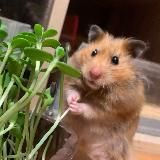 Хомякополис 🐹