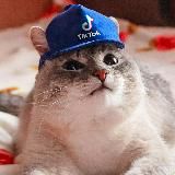 Тиктоки вещают