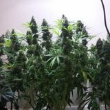 Московский Гровер🌃