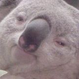 Честно пизженные мемы