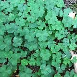 ИНФО ПО ЗАКРЫТОМУ КЛУБУ 🍀💰⚜️