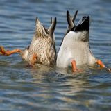 Оффициальная встаём в шесть утра тред конфа