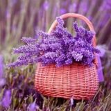 Лавандовые творожки