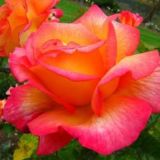 Владимирские розы🌹