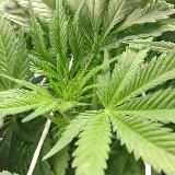 SIYANIE Галерея