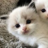 𝇌 ִ🥯◯⃘ .чᴀᴛ.ᴛꭎִᴋ Ꞌꞌ🫔𝆹𝅥𝆬