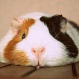 ✨свинкочат✨