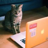 Зона Мурчания (чат)