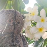 Basik Colombo travels