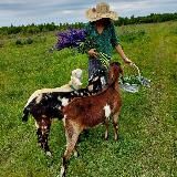 Домик на опушке