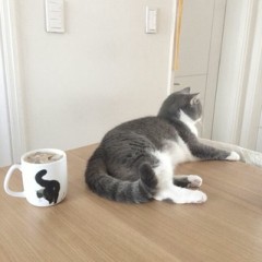 Мои феи 🌿🦋