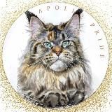 Мейнкуны Apollo Pride