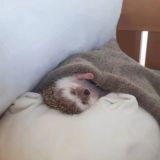 Канал Лейзи