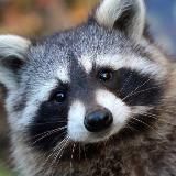 Енот переехал