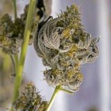 Us vouchers/aus🇧🇬🇦🇷🇦🇨🇱🇷🇺🇸