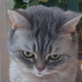 vital_cat news Чат