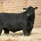 Скотоводство в Казахстане