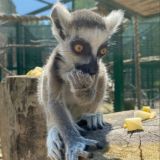 Белгородский чатик