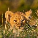 Мир дикой природы 🐘МДП🐊