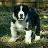 buxoro Alabay itlari🐶