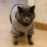 Хроники потреблятства