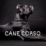 Кане Корсо