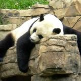 Берлога панды