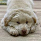 Чат приюта Надежда