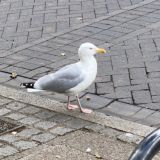 Подслушано в UK🇬🇧 🇰🇬