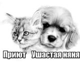 Приют для животных Ушастая няня🐱🐶