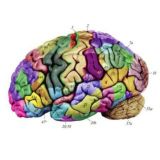 Болталка Лаборатории развития нервной системы