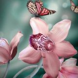 Цветочки: об орхидеях и не только🌺