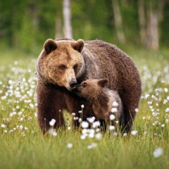 🐻 ХАБАРОВСКИЙ КРАЙ + ЭПС + КУРС НА "СПЛОЧЕНИЕ" - ❌