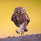 МУДРАЯ СОВА|Курсы, книги БЕСПЛАТНО