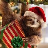 Cute sloth sleep at home