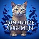 Домашние Любимцы