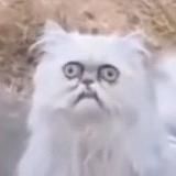 #КОТОФИЛОСОФ