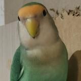 Компьютеры и чирик-чирик